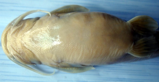 Glyptothorax minimaculatus Li, 1984